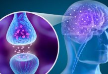 Brain Halves Increase Communication to Compensate for Aging