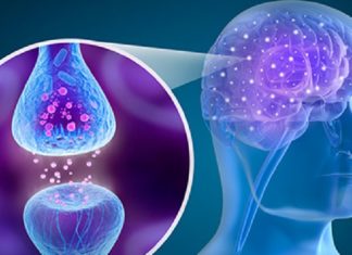 Brain Halves Increase Communication to Compensate for Aging