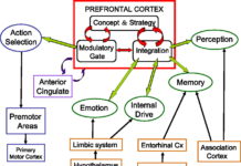 Researchers have identified how signals from the visual and prefrontal cortices may interact to help us recognize shapes that are not entirely visible