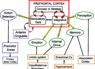 Researchers have identified how signals from the visual and prefrontal cortices may interact to help us recognize shapes that are not entirely visible
