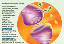Research reveals the dynamics of neural circuits under the influence of cannabinoids