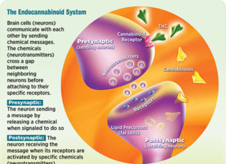 Research reveals the dynamics of neural circuits under the influence of cannabinoids