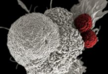 Bacteria with synthetic genetic switches show that antibiotics work differently than we thought