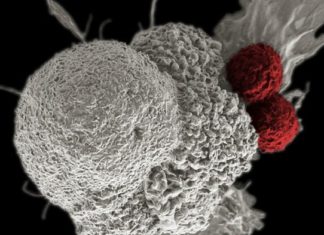 Bacteria with synthetic genetic switches show that antibiotics work differently than we thought