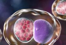 Sweden uses animated genitalia to fight chlamydia epidemic
