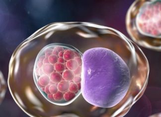Sweden uses animated genitalia to fight chlamydia epidemic
