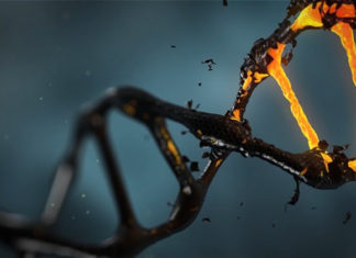 Which Genetic Marker Is the Ring Leader in the Onset of Alzheimer’s Disease ?
