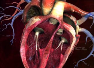 Umbilical cord stem cells show promise as heart failure treatment