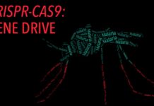 Genetic interventions for controlling pest or disease-carrying organisms and invasive species in the wild