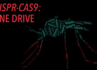 Genetic interventions for controlling pest or disease-carrying organisms and invasive species in the wild