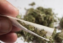 Researchers Reverse Negative Effects of Adolescent Marijuana Use