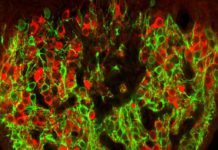 Scientists have identified the neurons that effectively govern the instinct of thirst
