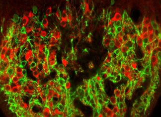 Scientists have identified the neurons that effectively govern the instinct of thirst