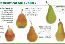 MOLTI NON SONO A CONOSCENZA DELL’EFFICACIA DELLA PERA ….