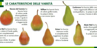 MOLTI NON SONO A CONOSCENZA DELL’EFFICACIA DELLA PERA ….