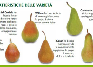 MOLTI NON SONO A CONOSCENZA DELL’EFFICACIA DELLA PERA ….