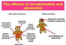 Learning and Unlearning Fear: The Two Faces of Noradrenaline