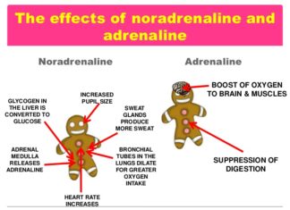 Learning and Unlearning Fear: The Two Faces of Noradrenaline