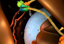 Humans No Longer Have Ancient Defense Mechanism Against Viruses