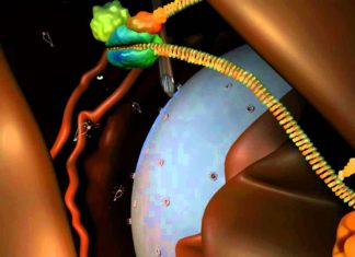 Humans No Longer Have Ancient Defense Mechanism Against Viruses