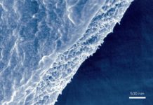 Spider silk enhanced with graphene-based materials