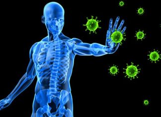 Find Missing Link Between the Brain and Immune System