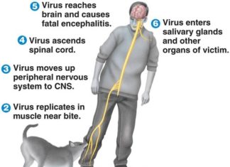 How Rabies Induces Frenzied Behavior