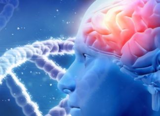 Lower Brain Glucose Levels in Brains of People With Obesity and Type 2 Diabetes