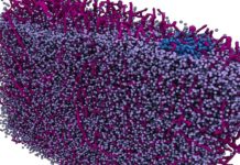 Navigational view of the brain thanks to powerful X-rays