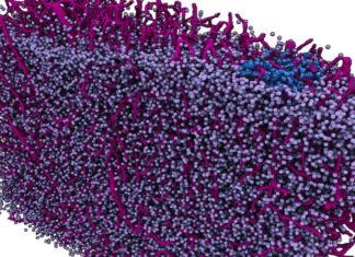 Navigational view of the brain thanks to powerful X-rays