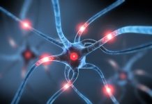 Nerve Study Shows How Cells Adapt to Help Repair Damage