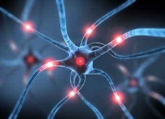 Nerve Study Shows How Cells Adapt to Help Repair Damage