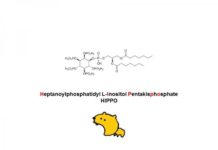 New approach for AIDS: Lock HIV in reservoir cells, to die through apoptosis