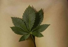 Researchers Link Regular Marijuana Use to More Sex