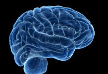 Reports brain cells are made up of less polyunsaturated fatty acids than other major organs in the body