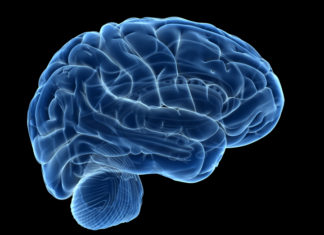 Reports brain cells are made up of less polyunsaturated fatty acids than other major organs in the body