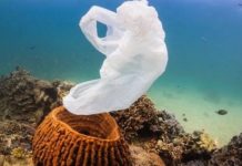 Taste drives corals to eat plastics