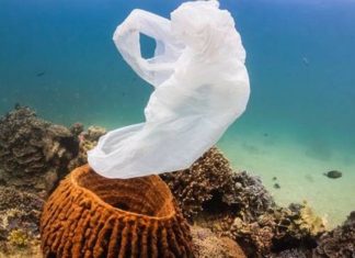 Taste drives corals to eat plastics
