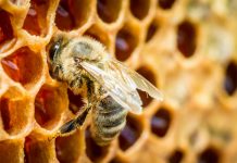 World’s honey now contains bee-harming pesticides