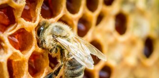 World’s honey now contains bee-harming pesticides