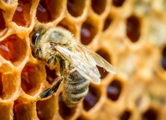 World’s honey now contains bee-harming pesticides