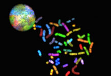 Genes that separate humans from fruit flies found