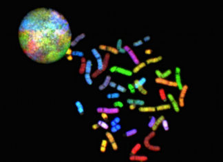 Genes that separate humans from fruit flies found