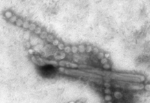 H7N9 influenza is both lethal and transmissible in animal model for flu