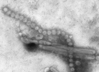 H7N9 influenza is both lethal and transmissible in animal model for flu