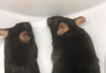 Gene prompts cells to store fat, fueling obesity