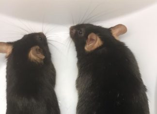 Gene prompts cells to store fat, fueling obesity