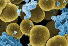 Bacterial Fats may deserve the blame for heart disease