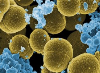 Bacterial Fats may deserve the blame for heart disease