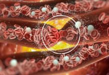 Blood Clotting Protein Prevents Repair in the Brain